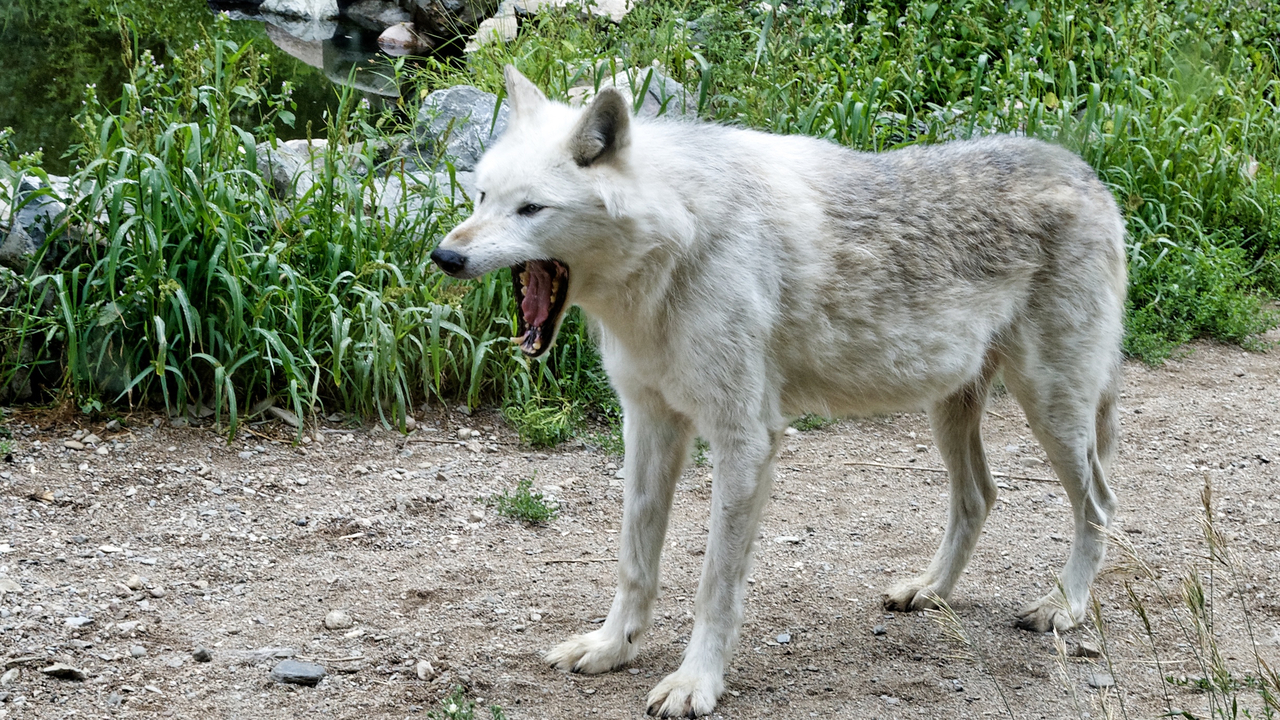 20190807-120544•International Wolf Center•Ely•Minnesota•USA